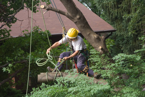 Lawn Watering Services in Fulshear, TX