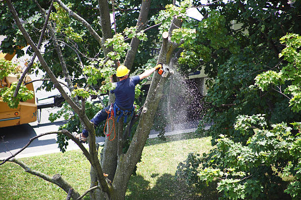 Reliable Fulshear, TX Tree Care Solutions